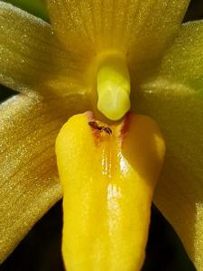 Bulbophyllum pileatum
