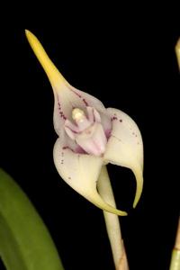 Masdevallia coriacea