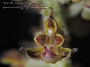 Cleisomeria lanata