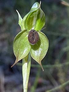 Pterostylis gibbosa