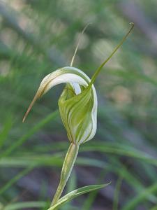 Pterostylis reflexa