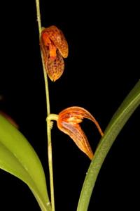 Pabstiella transparens