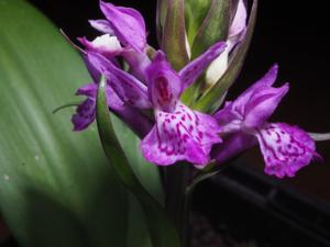 Dactylorhiza purpurella