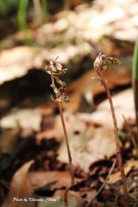 Stereosandra javanica