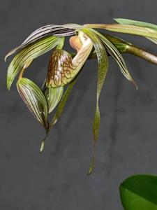 Paphiopedilum kolopakingii