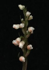 Goodyera pusilla