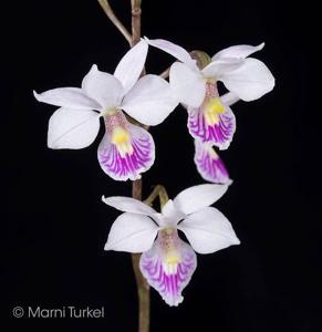 Barkeria shoemakeri
