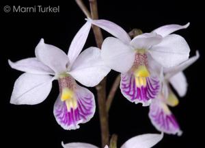 Barkeria shoemakeri