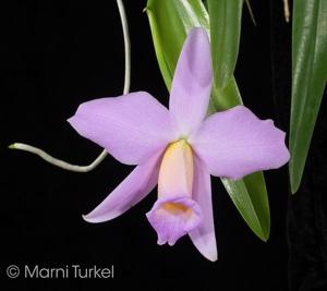 Cattleya praestans