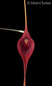 Masdevallia ayabacana