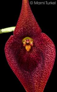 Masdevallia ayabacana