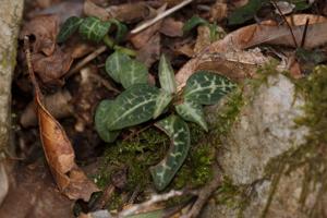 Goodyera schlechtendaliana