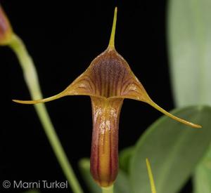 Masdevallia ventricularia