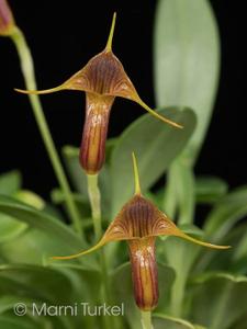 Masdevallia ventricularia