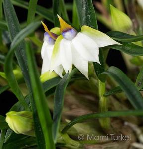 Dendrobium cyanocentrum