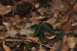 Goodyera similis