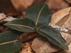 Goodyera similis