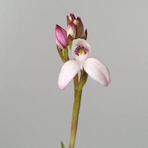 Disa caulescens