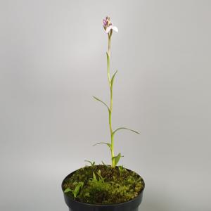 Disa caulescens