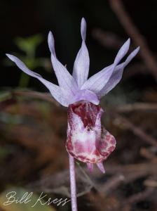 Calypso bulbosa