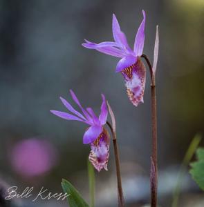 Calypso bulbosa