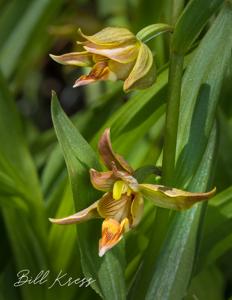 Epipactis gigantea