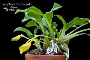 Ixyophora viridisepala