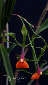 Epidendrum pseudepidendrum