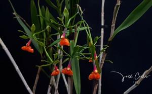 Epidendrum pseudepidendrum