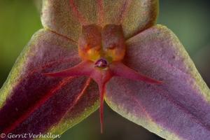 Lepanthes golondrina