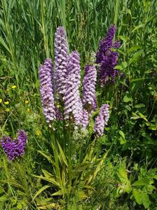 Dactylorhiza praetermissa