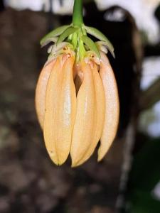 Bulbophyllum salmoneum