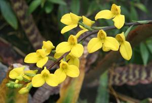 Disa aurata