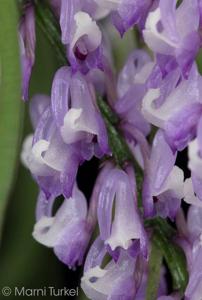 Schoenorchis juncifolia