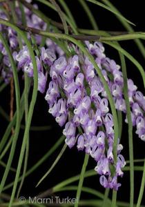 Schoenorchis juncifolia