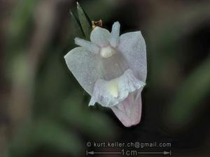 Dendrobium terminale