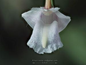 Dendrobium terminale