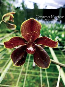 Grammatophyllum martae