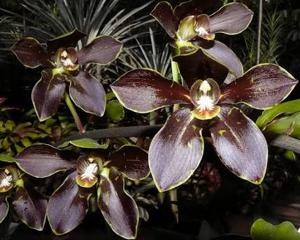 Grammatophyllum martae