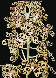 Grammatophyllum measuresianum