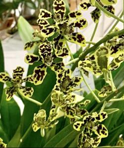 Grammatophyllum measuresianum