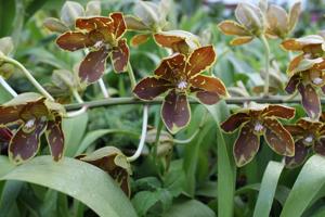 Grammatophyllum scriptum