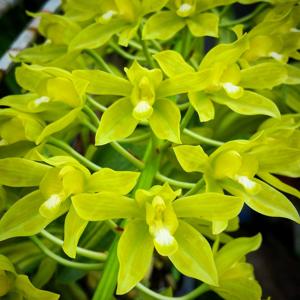 Grammatophyllum multiflorum f. citrinum