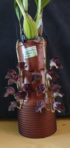 Grammatophyllum stapeliiflorum