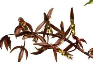 Catasetum deusvandoi