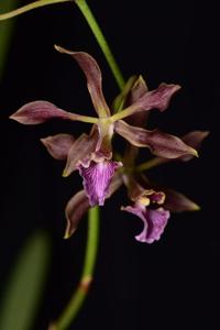 Encyclia hanburyi