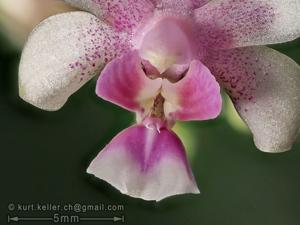 Phalaenopsis deliciosa