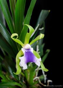 Cochleanthes aromatica