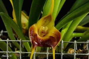 Masdevallia curtipes