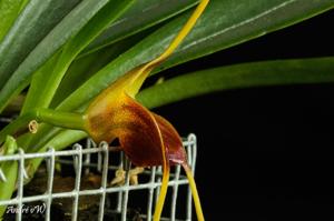 Masdevallia curtipes